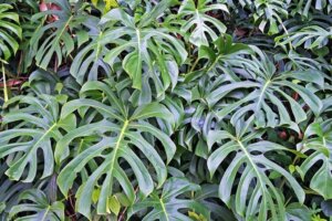 Adam's Rib: Characteristics and Care