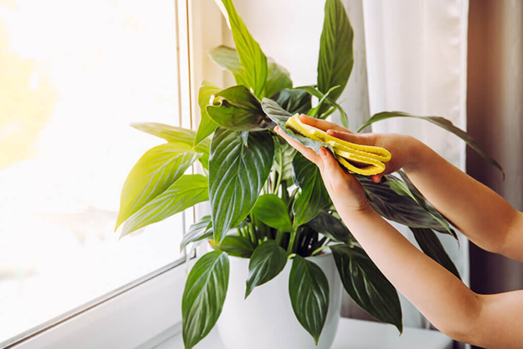 A person trimming dead leaves from a houseplant.