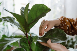 Ficus Lyrata: A Trending Tropical Plant