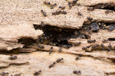 Tips to Detect Termites in Your Home
