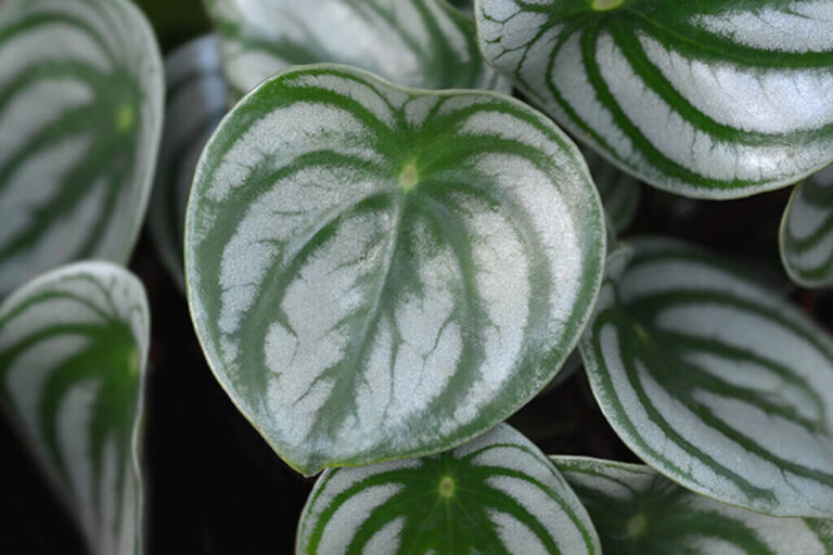 Peperomia: A Beautiful and Easy-Care Plant
