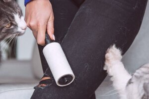Tricks to Remove Pet Hair From Your Clothes