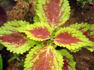 The Beautiful Cretonne Plant: How to Grow it at Home