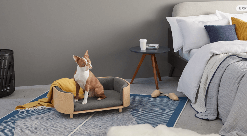 Design Furniture for Your Pet that Will Make You Fall in Love