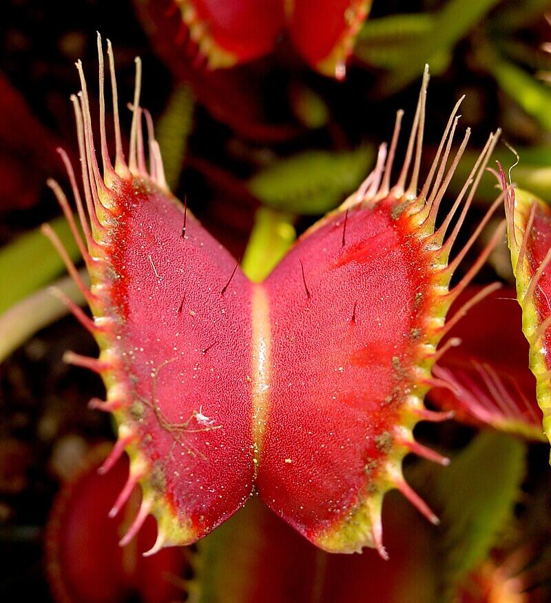 A Venus flytrap.