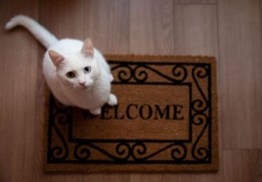 How to Get Rid of the Smell of Cats in Your New Home
